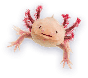 Axolotl